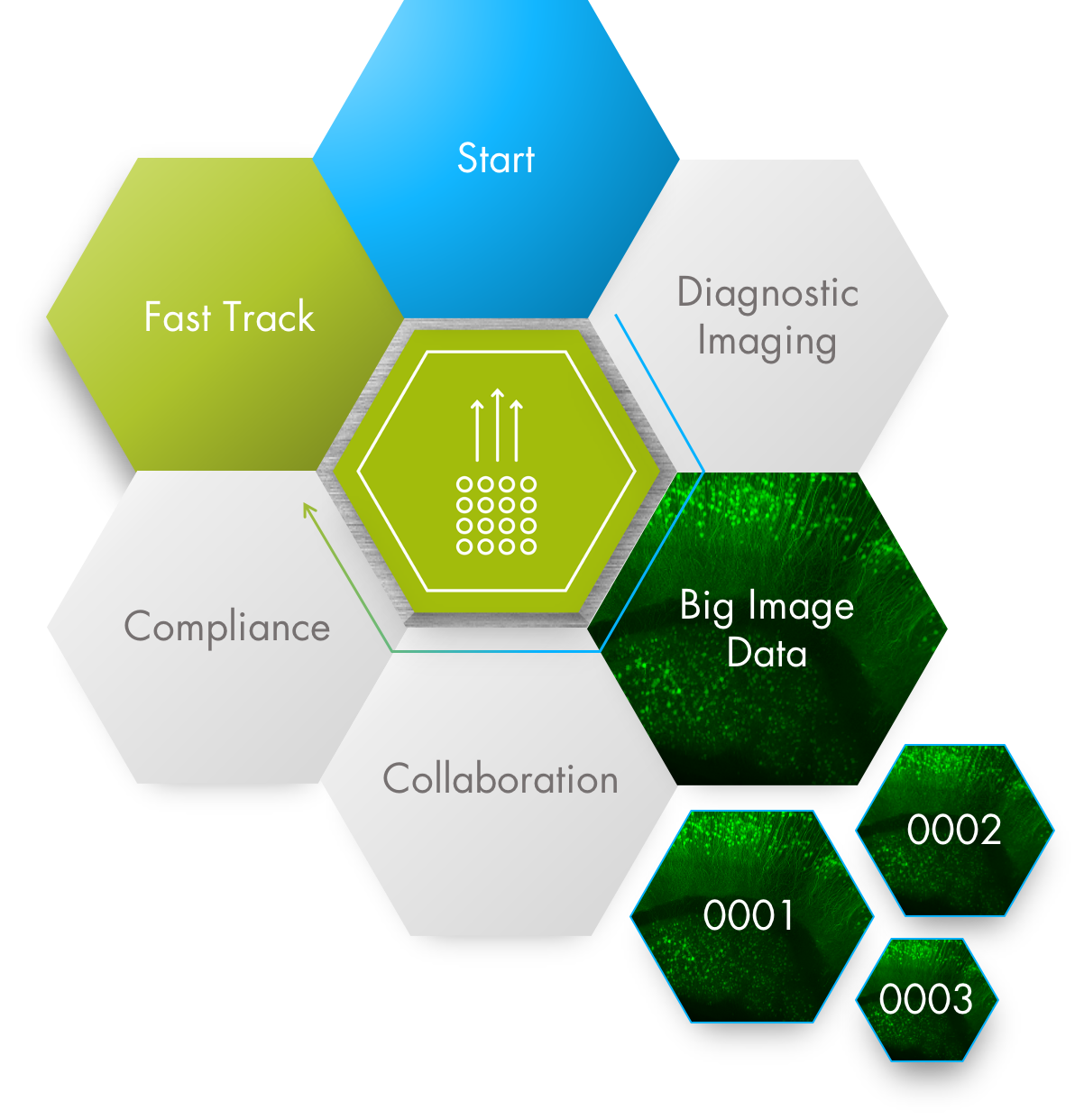 High Content Screening & Analysis